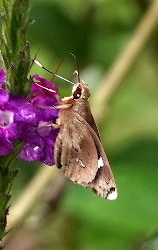 Carystoides mexicana