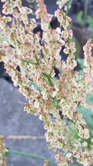 Rumex