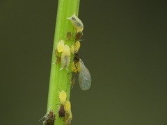 Aphis saniculae
