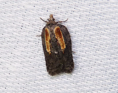 Acleris youngana