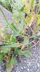Rumex