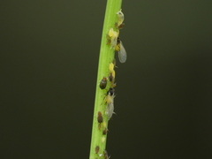 Aphis saniculae