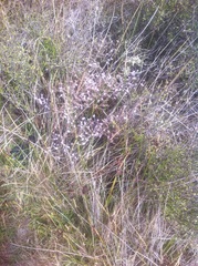 Limonium companyonis