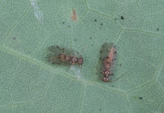 Ectopsocus californicus