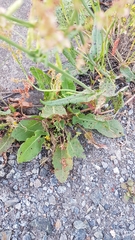 Rumex