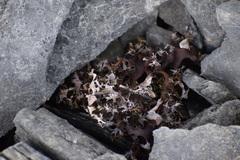 Masonhalea richardsonii