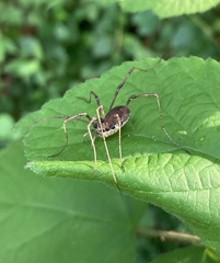 Hadrobunus maculosus