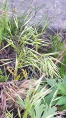 Bromus tectorum