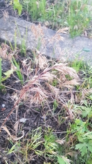 Bromus tectorum
