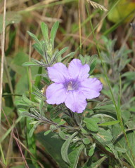 Ruellia incompta