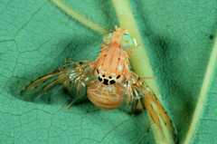 Ceratitis divaricata