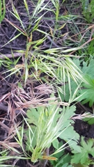 Bromus tectorum