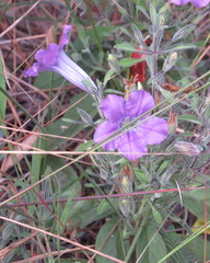 Ruellia incompta
