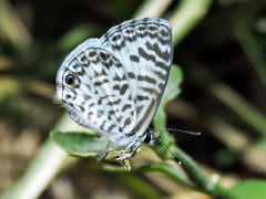 Leptotes cassius cassidula