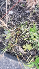Bromus tectorum