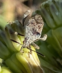 Merocoris