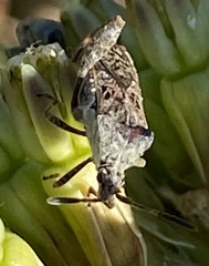 Merocoris
