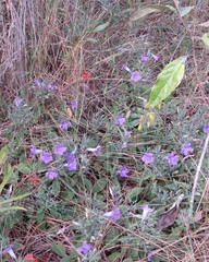 Ruellia incompta