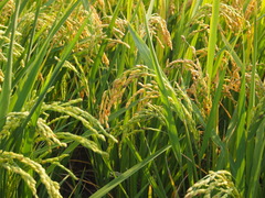 Oryza sativa