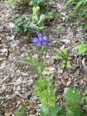 Delphinium ajacis