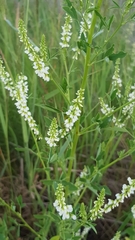 Melilotus albus