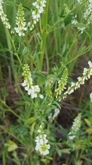 Melilotus albus