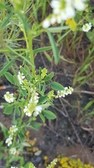 Melilotus albus