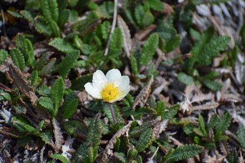 Image of Dryas alaskensis by (c) Syd Cannings, some rights reserved (CC BY)