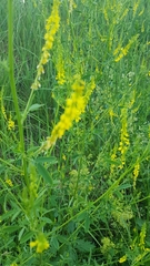 Melilotus officinalis
