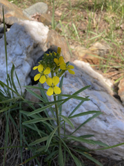 Erysimum perenne