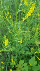 Melilotus officinalis