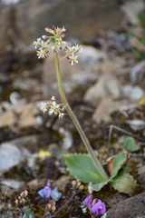 Micranthes reflexa