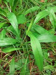 Bistorta officinalis