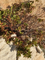 Pelargonium scabroide