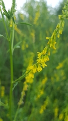 Melilotus officinalis