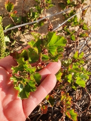 Pelargonium scabroide
