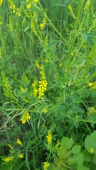 Melilotus officinalis