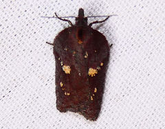 Acleris bowmanana