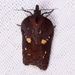 Acleris bowmanana - Photo (c) Diane P. Brooks, some rights reserved (CC BY-NC-SA), uploaded by Diane P. Brooks