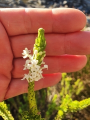 Microdon parviflorus