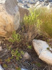 Microdon parviflorus