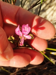 Pelargonium scabroide