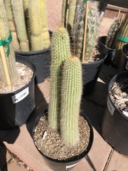 Cleistocactus strausii