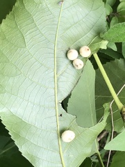 Phylloxera caryaegummosa