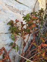 Pelargonium scabroide