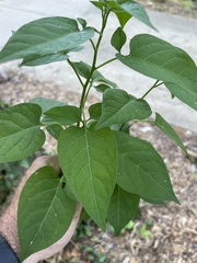 Magnoliopsida