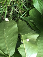 Phylloxera caryaegummosa