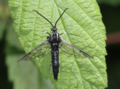 Synanthedon pictipes