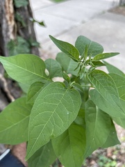 Magnoliopsida