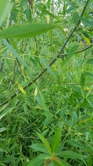 Tracheophyta